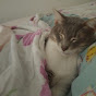 BigPawTV