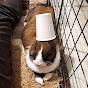 Puf`s Adventures