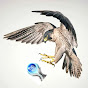 Falconest