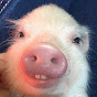TheHolyPig