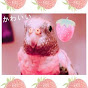 Ichigo The Pretty Pink Parakeet