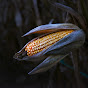 Howell Farm Corn Maze