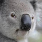 MicroKoalaBear