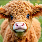 Curly Animals