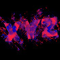 XYZ