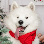 Yogurt the Samoyed