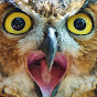 Night Owl