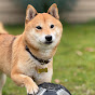 Kumo the Mame Shiba Inu