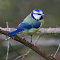BeautifulBirdsTV