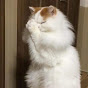 Lazycat