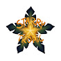 Starry Tropic