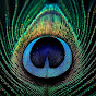 Peacock Visuals