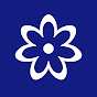 Aster Creation