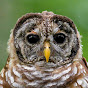 Night Owl Productions