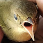 BirbishTV