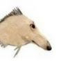 ai ngel