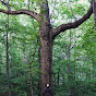 Ol' Oak