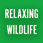 Relaxing Wildlife