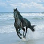 darkhorse douglas