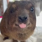 iiani