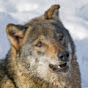 Lonewolfy