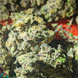 LowkeyCanna 